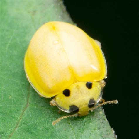 Yellow Beetle